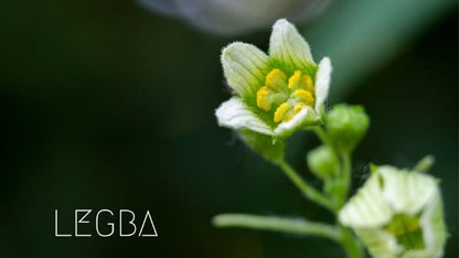 Plante de mandragore, feuillage large et ondulé caractéristique du genre Mandragora