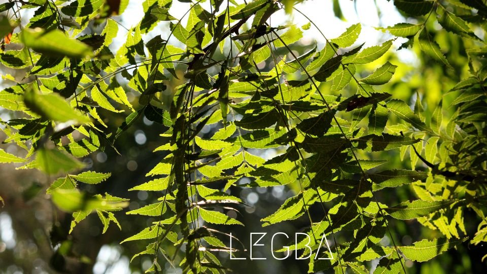 Neem: L'Arbre Miracle d'Origine Indienne - LEGBA