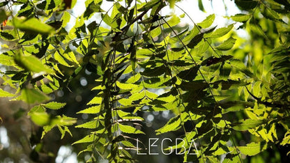 Plant de margousier, feuillage persistant du neem indien cultivé en pot