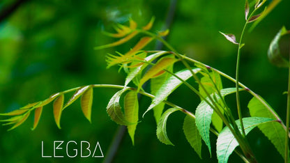 Neem (Azadirachta indica), jeune arbre à feuilles composées pennées et dentées
