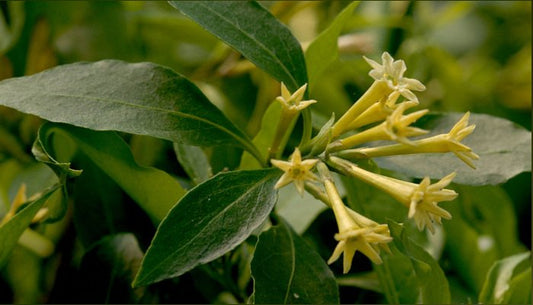 Palqui Cestrum parqui - LEGBA