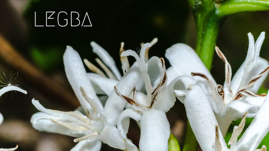 Plant de Café LEGBA: Éveillez Votre Jardin au Monde - LEGBA