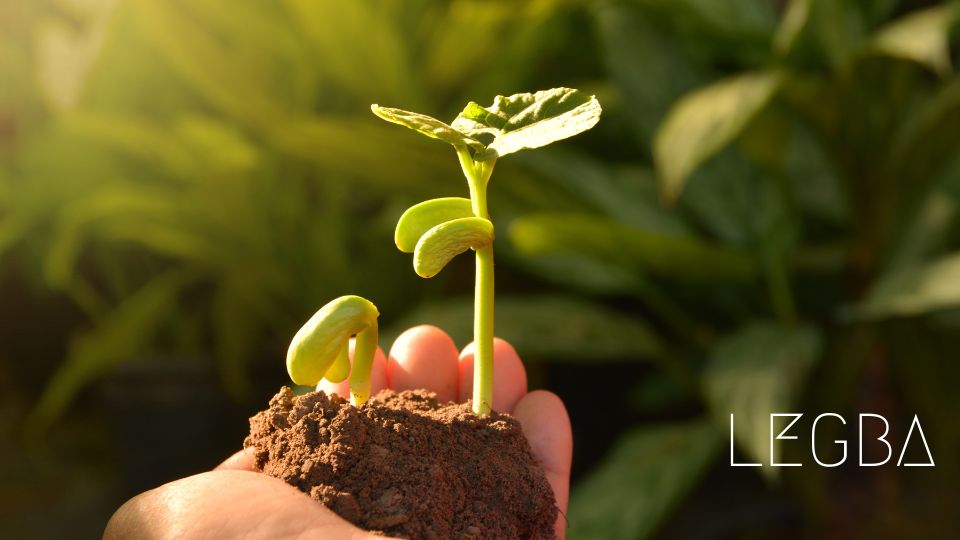 Plant de Coton Gossypium : Douceur naturelle et vertus insoupçonnées - LEGBA