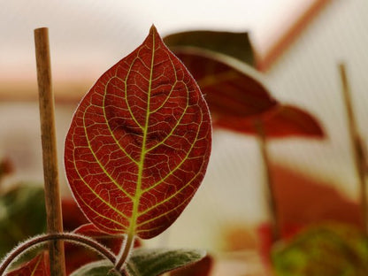Plante goût camembert (Paederia lanuginosa), liane à feuilles ovales duveteuses