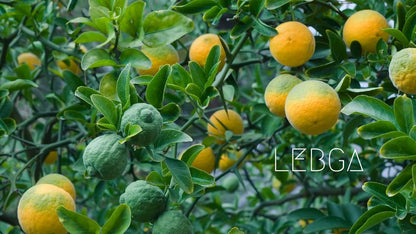 Poncirus trifoliata, rameaux verts épineux et feuilles trifoliées de l'agrume rustique