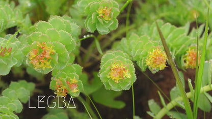 Vidéo de la Rhodiola rosea, gros plan sur les feuilles charnues