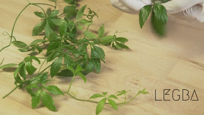 Vidéo du jiaogulan (Gynostemma pentaphyllum), liane grimpante