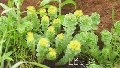 Vidéo de la Rhodiola rosea, plante grasse de montagne