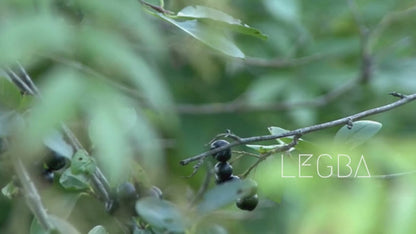 Vidéo de l'aronia (Aronia melanocarpa), arbuste fruitier rustique
