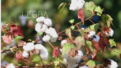 Vidéo du cotonnier (Gossypium) cultivé en pot