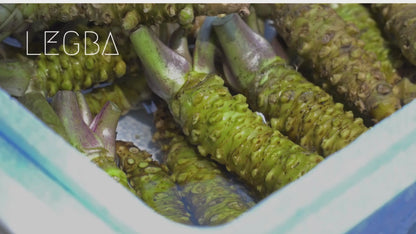 Vidéo du wasabi (Eutrema japonicum) cultivé en pot, gros plan sur les feuilles