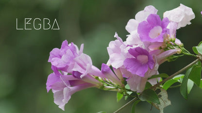 Ajo sacha (Mansoa alliacea) - plante vivante