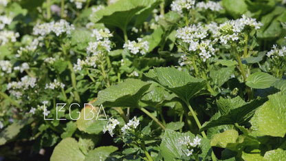 Vidéo du plant de wasabi (Eutrema japonicum), feuillage et culture