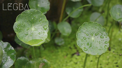Vidéo du Gotu Kola (Centella asiatica), plante vivante en pot