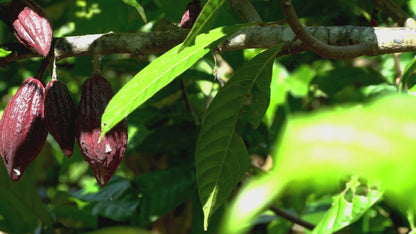 Cocoa Tree: Plant of the Gods and Ancient Currency