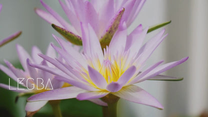 LEGBA Blue Lotus: Rare and Mystical, an Ancient Treasure