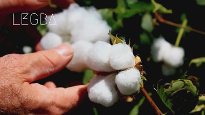 Vidéo du plant de coton (Gossypium), capsules et fibre
