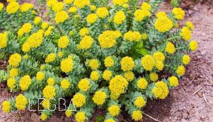 Rhodiola rosea, plante grasse de montagne aux feuilles charnues glauques