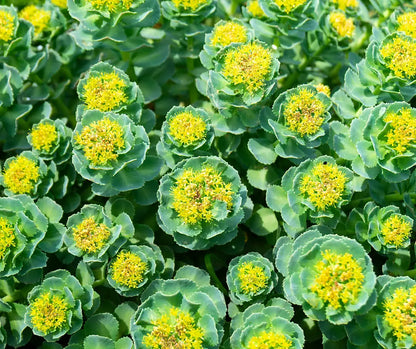Rhodiola rosea (orpin rose) en fleur, corymbes de petites fleurs jaune verdâtre et feuilles charnues