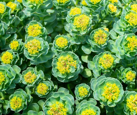 Rhodiola rosea (orpin rose) en fleur, corymbes de petites fleurs jaune verdâtre et feuilles charnues