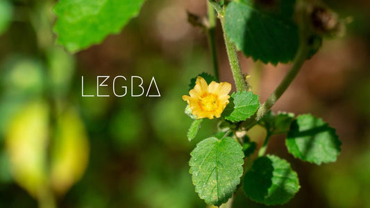 Sida Cordifolia : De l'Ayurvéda aux Rituels Chamaniques - Un Guide Complet - LEGBA - LEGBA