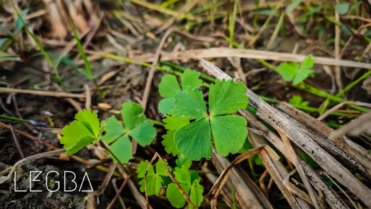 Sushni plant de Marsilea minuta - LEGBA