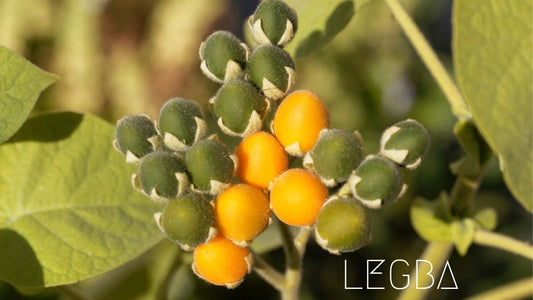 Tamarillo Nain de LEGBA: Un Festival de Saveurs et de Couleurs - LEGBA