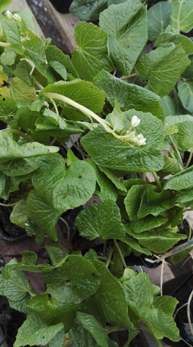 Eutrema japonicum, plante de wasabi et son rhizome vertical