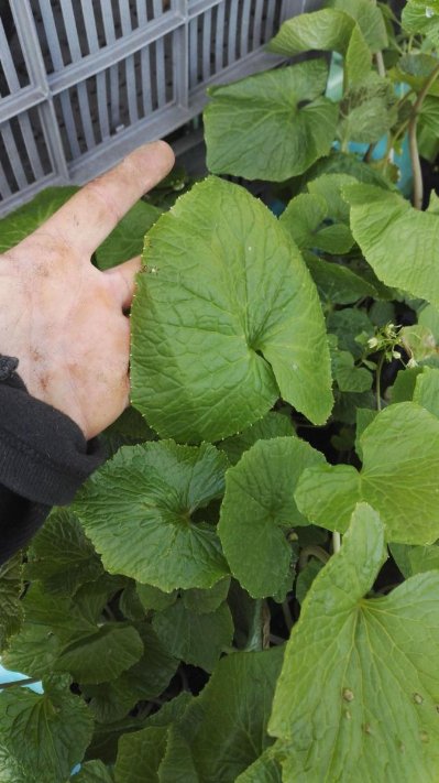 Wasabi (Eutrema japonicum), grandes feuilles rondes portées par de longs pétioles