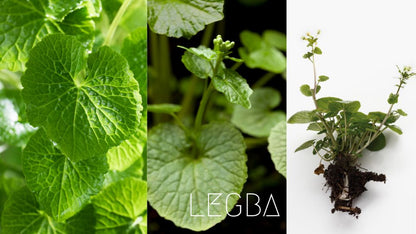 Wasabi cultivé à l'ombre et à l'humidité, feuillage vert tendre