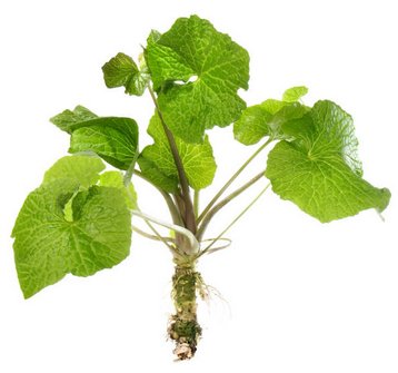 Vrai plant de wasabi japonais, rosette de feuilles en culture ombragée